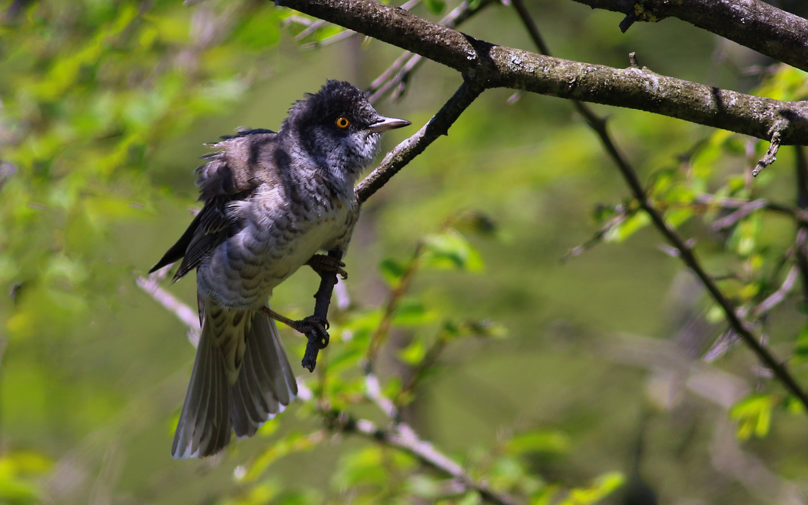 Barred Warbler
